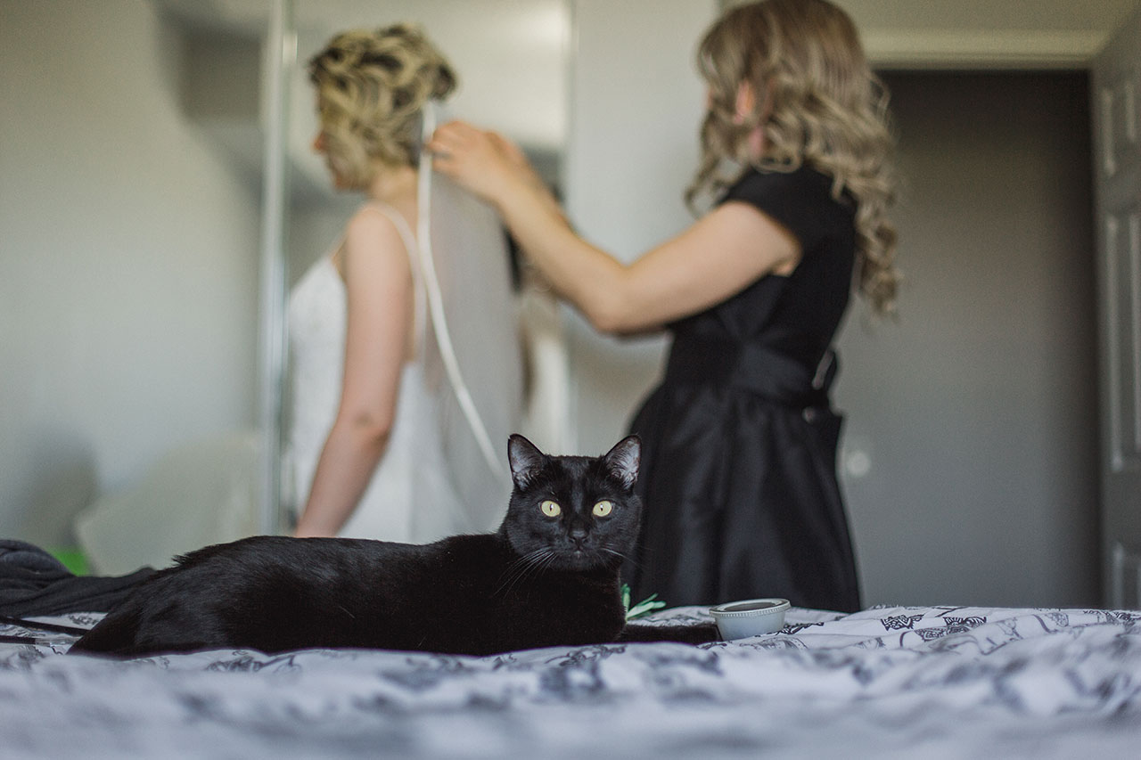 Cat-Wedding